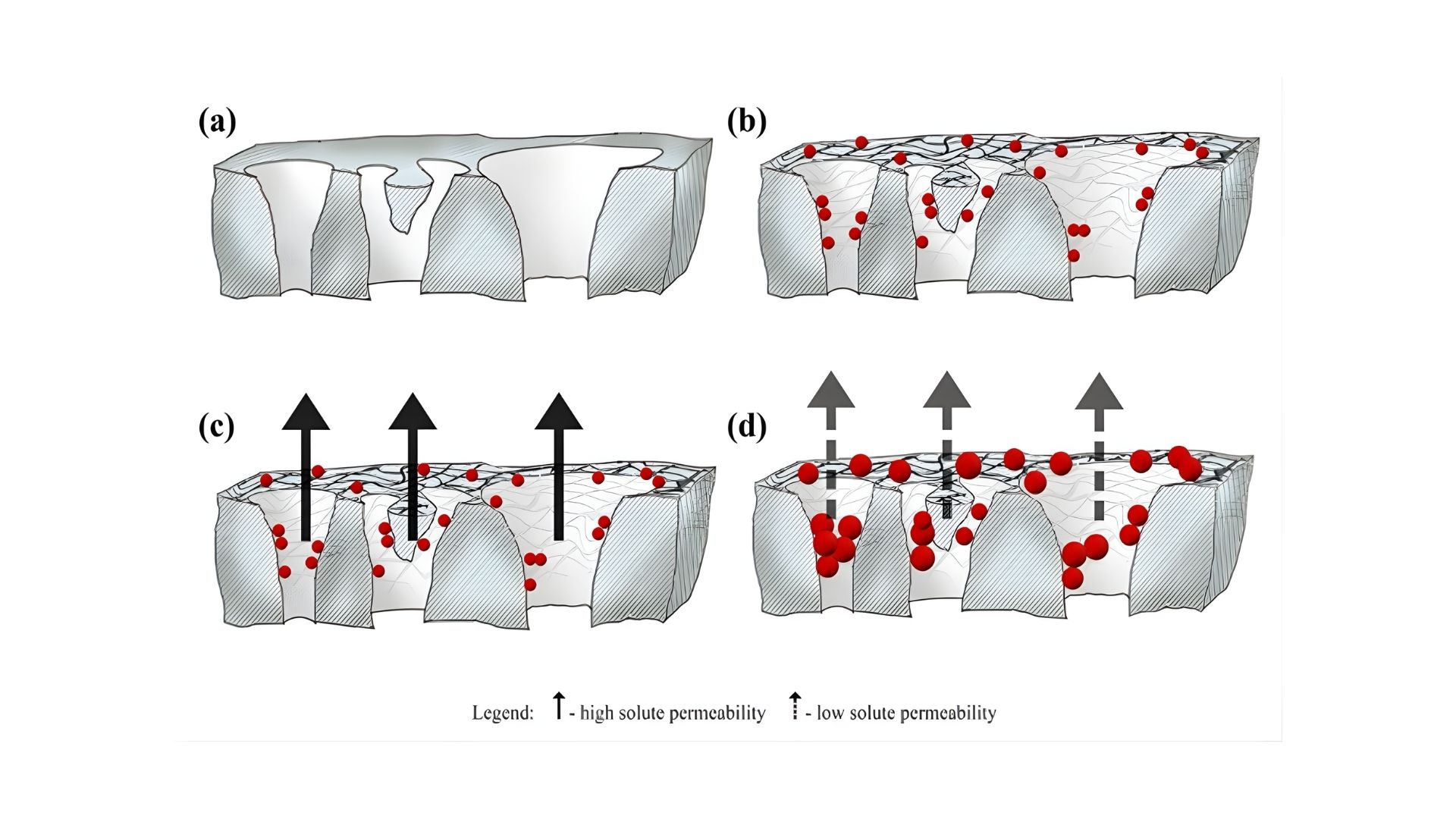 Featured image for Surface Plasma Modification of Membranes